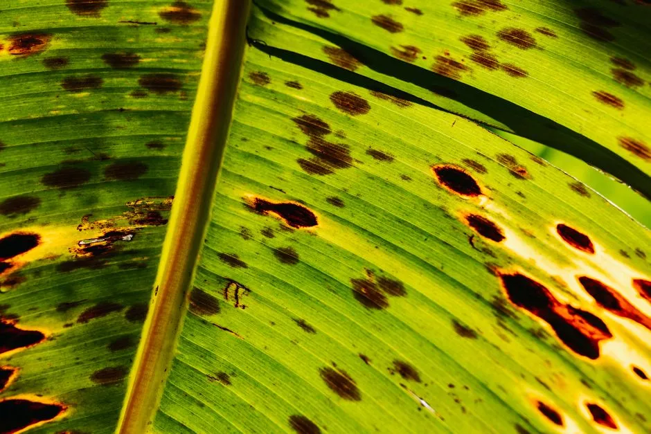 Early Blight vs Late Blight: Spot the Difference