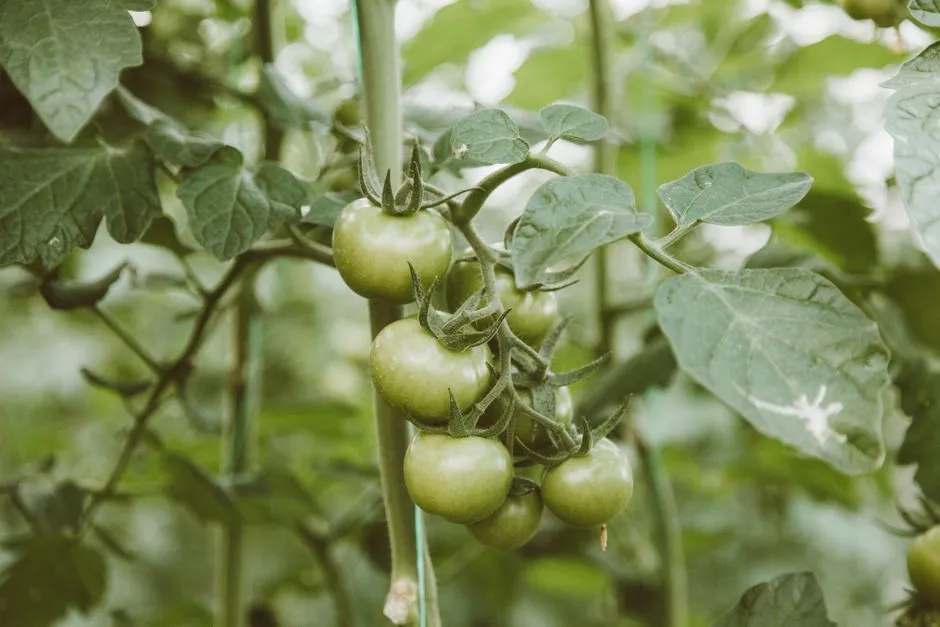 Tomato Leaves Curling? Diagnose the Pattern First