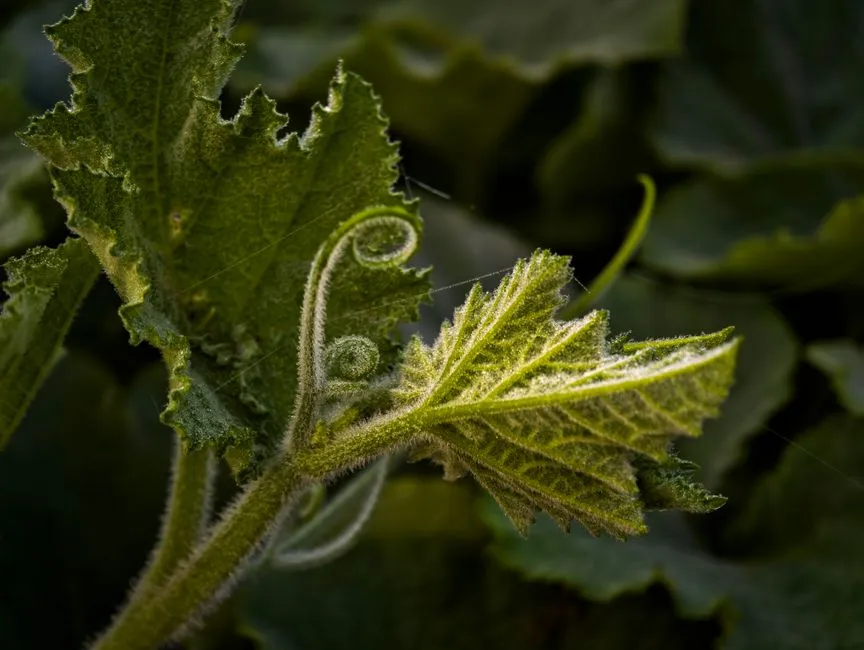 How to Fix Blossom-End Rot Without Guessing